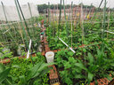 菜园黄瓜爬藤架花架葡萄架子阳台豆角架植物园艺花支架固定支撑杆 直径20mm长度240cm20支 中等 实拍图