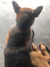 狼孩儿德牧狗粮德国牧羊犬成犬幼犬粮边牧边境牧羊犬通用型天然狗粮 20kg牛肉四拼粮(牧羊犬狗粮40斤) 实拍图