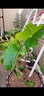 蓝馨花苑葡萄苗南北方种植地栽盆栽庭院爬藤葡萄树苗果树苗盆景当年结果 蓝宝石葡萄 4年苗当年结果 实拍图