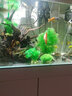 水族箱鱼池鱼缸水草箱造景仿真水草 人物假山珊瑚贝壳假鱼水草塑料水草 仿真植物 鱼缸布景 CT0801大旋草绿色 高22CM 实拍图