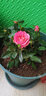 锦枫（jinfeng）玫瑰花盆栽 大盆带花苞室内好养的花卉观花植物绿植苗 粉色玫瑰(白色仿木桶盆) 含盆 实拍图