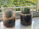开时果 多肉植物仙人球仙人掌小盆栽桌面植物 肉肉组合办公室内绿植花卉 金冠+白雪光+黄金沙营养土 实拍图
