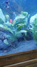 云峰海瑞 水草活体鱼缸造景套餐用品水族箱装饰鱼缸种子沉木活水草 丹麦榕6头沉木 实拍图