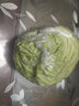 密水农家密云农家 鲜摘圆白菜1个 本地自种甘蓝新鲜时令蔬菜 500g 圆白菜 实拍图