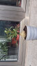 嫣蓝沙漠玫瑰花苗盆栽四季开花鲜花庭院室内绿植老桩盆景花卉 大苗30-40cm 晒单实拍图