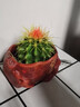 若绿金琥仙人球盆栽套装办公室内桌面绿植彩色多肉植物源头直发包邮 金琥 奋斗花盆 实拍图