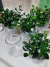 锦枫锦枫（jinfeng）办公室水培绿植花卉盆栽玻璃花盆水培植物 九里香 含盆栽好 实拍图