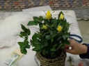 锦枫（jinfeng）玫瑰花盆栽 大盆带花苞室内好养的花卉观花植物绿植苗 黄色花篮盆(玫瑰花颜色) 含盆 实拍图