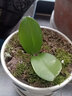 欧悟 蝴蝶兰花苗盆栽室内观花植物桌面阳台年宵花卉四季开花绿植花卉 蝴蝶夫人蝴蝶兰+透明原盆+原土 实拍图