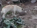 游猎民族狗粮泰迪狗干粮金毛拉布拉多成犬幼犬流浪狗游猎民族全价通用型 冻干粮5斤 实拍图