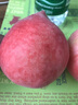 优味集【京东直送】澳洲水蜜桃进口新鲜大桃子孕妇水果礼盒可选时令鲜果 10颗 礼盒装|商超A级金果160g+ 实拍图