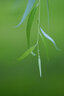 MEKE美科55mmf1.4自动对焦镜头大光圈apc-C半画幅适用微单Z卡口，E卡口，X卡口 索尼E口【基础套餐】 实拍图