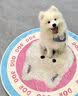 欧卡曼萨摩耶犬专用狗粮大型萨摩小幼犬成犬通用型40斤装 萨摩耶幼犬专用粮40斤装 实拍图