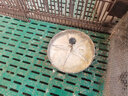 耐尔尼 仔猪补料槽 不锈钢母猪小猪料槽 猪用自动喂猪食槽猪槽子下料槽 不锈钢大号【5位】【28.5cm】 实拍图