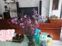 蔓缀 雪柳干枝梅遇水开花枯木逢春水培桃花梅花鲜花带花苞发货好养活 桃花 20枝装遇水开花 带花苞 实拍图