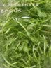 种菜记 芽苗菜种子纸上种菜无土栽培萝卜空心菜豌豆松柳盆栽蔬菜籽四季 麻豌豆500克 实拍图