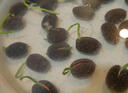 种菜果树植物通用复合肥肥料有机肥绿植花卉浓缩营养液营养土椰砖 营养液1袋 实拍图