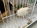 威毕兔笼兔子笼大号荷兰猪侏儒室内养宠物豚鼠刺猬小型松鼠笼子专用 白色大号-6件套 实拍图