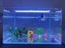 YEE鱼缸金晶超白玻璃水族箱小型桌面客厅40金鱼缸裸缸热弯鱼缸自循环 50*27*30cm+壁挂过滤器+鱼缸灯 实拍图