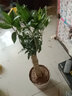 桂花树苗桂花苗盆栽金桂四季桂室内外浓香型阳台花卉绿植庭院盆景植物 月月桂【四季开花浓香】 6年苗【花满树粗壮】 实拍图