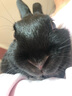 共度（Gong Du）兔粮苜蓿草兔子零食提摩西干草仓鼠龙猫小宠粮食果蔬磨牙零食 K065成兔水果牧草兔粮(2kg) 实拍图