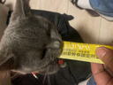 馋小汪猫咪零食猫条妙鲜湿粮包猫零食成猫幼猫营养鱼油猫罐头整箱批发 90支收纳盒装 鸡肉 实拍图