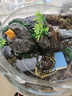 异景园鱼缸仿真假山造景装饰石头布景套餐水族箱大小树脂摆件躲避洞松石 JS113卧龙山 实拍图