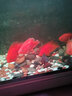 森森（SUNSUN）鱼缸LED七彩照明水族箱专用龙鱼鹦鹉鱼防水灯管 130CM双排超亮红色22W（带开关） 实拍图
