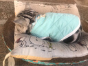 麦富迪（Myfoodie）全价猫粮三文鱼鱼油系列 成猫幼猫粮国产 英短布偶流浪猫美短缅因 三文鱼鱼油配方 丨成猫1.5kg 实拍图