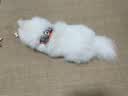 TRUELOVE狗狗牵引绳小型犬狗绳子遛狗绳背心式泰迪柯基宠物用品小狗胸背带 灰桔色 2XS(胸围28-32cm)建议3-5斤选择 实拍图