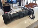 适马（SIGMA）100-400mm F5-6.3 DG DN OS｜Contemporary 全画幅无反 微单 长焦镜头（索尼卡口） 实拍图