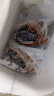 渔哥戏鱼熟冻面包蟹满黄面包蟹大螃蟹海蟹黄道蟹生鲜蟹类海鲜水产 600-800g/只 实拍图
