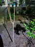 欧悟【买2颗送1颗】嫁接车厘子树苗大樱桃树苗盆栽果树苗木南北方种植 脱骨蜂蜜李子苗 七年大苗（结果多） 实拍图