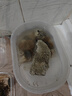 龟龟爬天下外塘中华草龟黑腹金线情侣宠物活体墨龟苗水陆两栖观赏乌龟活物 2-3厘米/小苗 情侣龟2只 实拍图