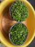 仟草集吊兰绿植盆栽室内盆栽花卉绿植物花卉盆栽土培水培吊兰 不含盆 吸毒草整盆苗 实拍图