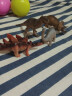 Wenno儿童生日礼物仿真动物玩具模型男女宝宝认知野生动物园恐龙摆件玩具 三角龙 实拍图