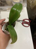 欧悟 蝴蝶兰花苗盆栽室内观花植物桌面阳台年宵花卉四季开花绿植花卉 火凤凰蝴蝶兰+透明原盆+原土 实拍图