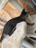 哈宝哈贝优质剑麻猫抓垫猫抓板猫睡垫凉席加厚耐磨脚垫窝垫防猫抓保护沙发 30*50CM【布边+无痕钉】 颜色随机 实拍图