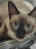 皇家猫粮 幼猫猫粮 幼猫奶糕 K36 通用粮 4-12月 10KG 实拍图