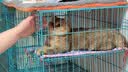 憨憨宠 猫笼平台垫套装猫咪宠物脚垫加厚双面防卡脚棉垫猫垫子猫吊床 47*24cm 适用于黑色700双层猫笼 实拍图