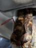 帝一鸣盐渍肠衣10米猪肠衣【可做8-10斤】 灌香肠皮 灌红肠腊肠 实拍图