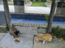petofstory智能电动猫玩具 自动逗猫车 解闷逗猫玩具 猫咪发声自动躲避球 实拍图