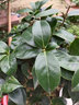 盆栽茶花苗 四季香妃茶花浓香型山茶花树庭院室内好养五色赤丹茶花树苗花卉植物 六角大红 5年苗花期花苞多多 实拍图