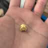 周大福十二生肖吉祥趴趴萌兽足金黄金转运珠可选礼物 EOR833 趴趴猪 实拍图