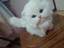 元氣小猴 仿真动物模型小猫咪儿童动物毛绒玩具会叫的猫玩偶仿真猫咪公仔圣诞节 真毛纯白+铃铛 实拍图