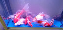 森森（SUNSUN）鱼缸LED七彩照明水族箱专用龙鱼鹦鹉鱼防水灯管 60CM双排超亮红色9W（带开关） 实拍图