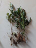 登越正宗茶叶苗龙井茶叶苗绿茶苗铁观音茶苗白茶树苗毛尖茶苗绿化苗 龙井1年苗（10棵装 20cm(含)-30cm(不含) 实拍图
