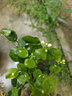 莺歌燕舞栀子花盆栽花卉带花苞绿植室内阳台桅子花好养四季开花植物桌盆栽 加仑盆【90#栀子花+茉莉花】 含盆 实拍图