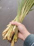 辰实（顺丰发货中）新鲜香茅草 柠檬香茅 香料菜 泰国冬阴功汤调料 500g香茅草 实拍图