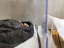 Reptile Structure爬结构爬虫钙粉豹纹守宫蜥蜴乌龟补钙质开食电解维他命OUTD3肠胃 160g 2瓶 D3钙+D3维生素 实拍图